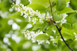 Prunus padus 175-200   BW - afbeelding 5