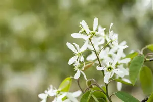 Prunus padus 6/ 8 HO BW - afbeelding 4