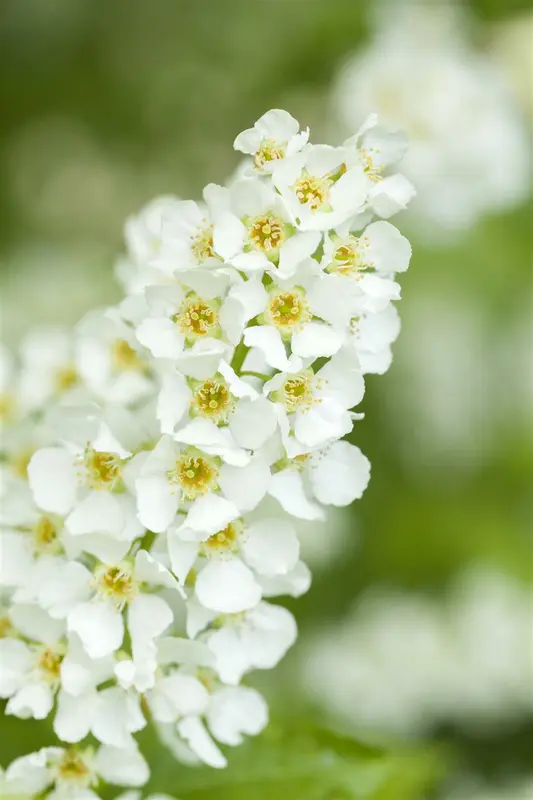prunus padus (90-120 cm) - afbeelding 1