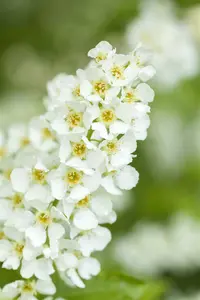 prunus padus (90-120 cm) - afbeelding 5