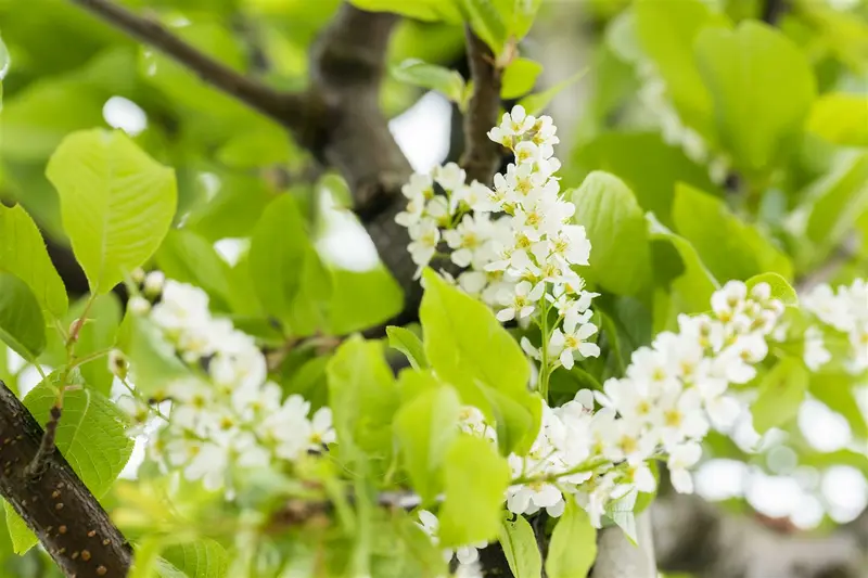 prunus padus (90-120 cm) - afbeelding 2