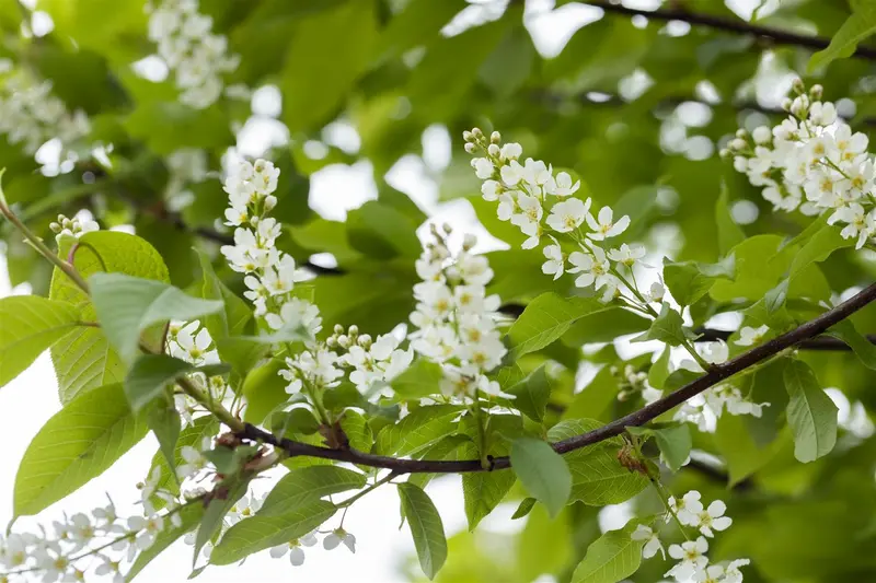prunus padus (90-120 cm) - afbeelding 3
