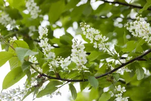 prunus padus (90-120 cm) - afbeelding 3