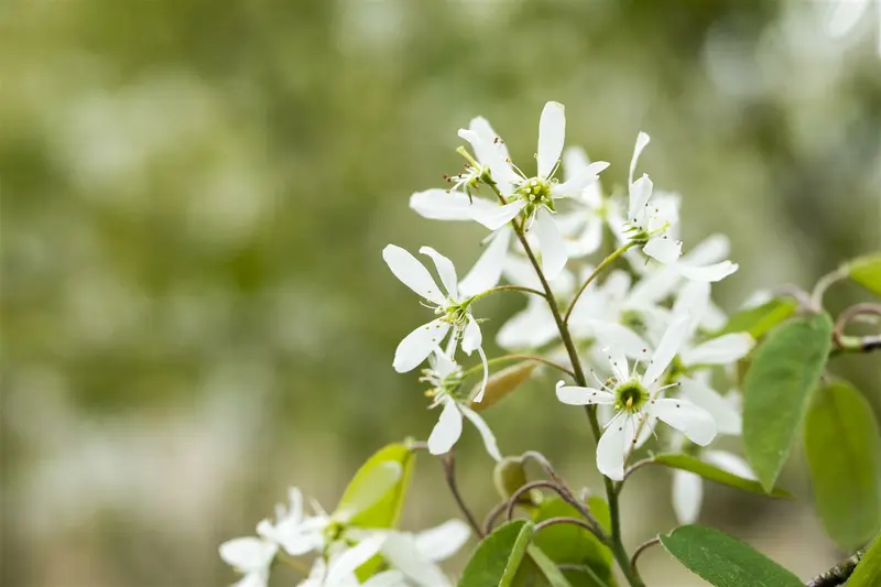 prunus padus (90-120 cm) - afbeelding 4