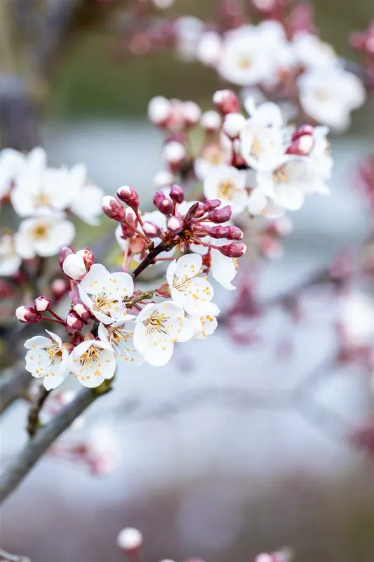 Prunus padus 'Colorata' 6/ 8 HO C - afbeelding 4