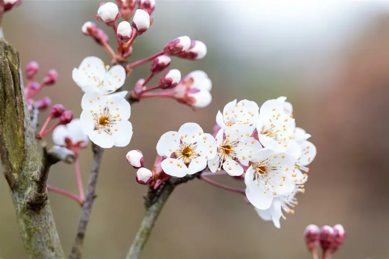 Prunus padus 'Colorata' 6/ 8 HO C - afbeelding 2