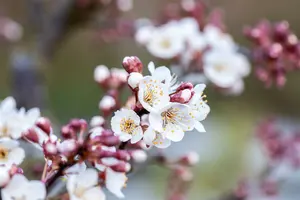 Prunus padus 'Colorata' 6/ 8 HO C - afbeelding 3