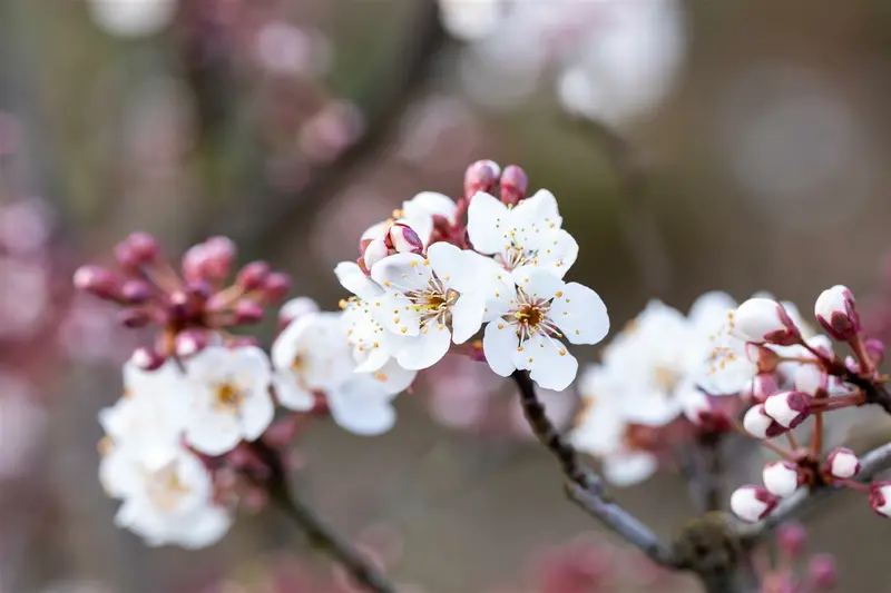 Prunus padus 'Colorata' 6/ 8 HO C - afbeelding 5