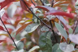 Colorata - afbeelding 1