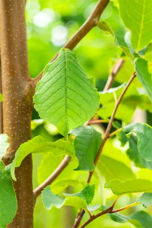 Prunus padus 'Schloss Tiefurt' 8/10 HO C - afbeelding 3