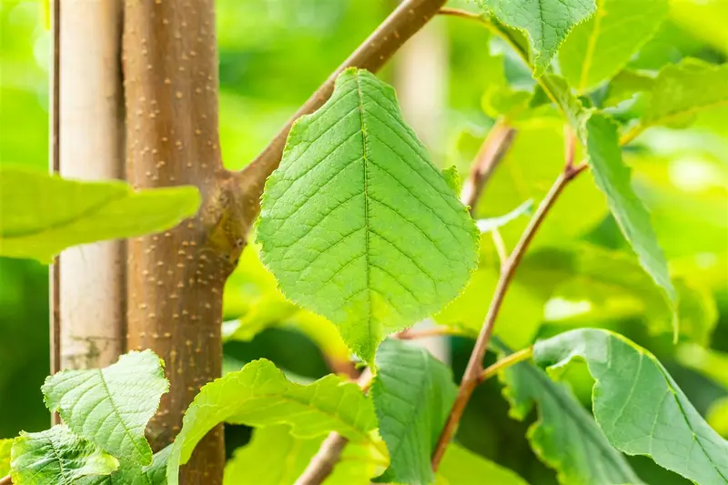 Prunus padus 'Schloss Tiefurt' 8/10 HO C - afbeelding 2