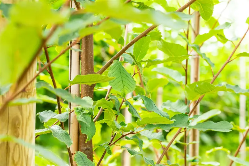 Prunus padus 'Schloss Tiefurt' 8/10 HO C - afbeelding 4