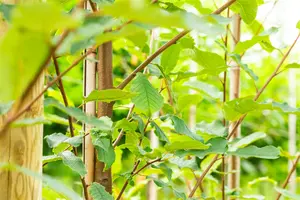 Prunus padus 'Schloss Tiefurt' 8/10 HO C - afbeelding 4