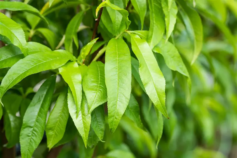 prunus pers. 'grosse mignonne' ( 'mme gaujard')