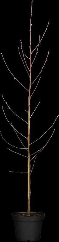 prunus pers. 'suncrest' C7,5 HALFST