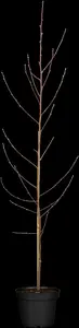 prunus pers. 'suncrest' C7,5 HALFST