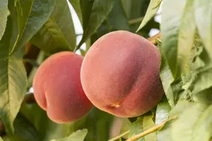 Prunus persica nicipersica 'Nona' OP STAM C10