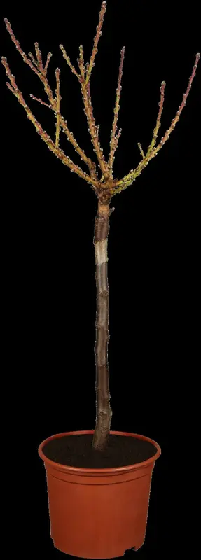 Prunus persica-nucipersica 'Flateryna' STRUIK   C7,5 - afbeelding 1
