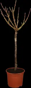Prunus persica-nucipersica 'Flateryna' STRUIK   C7,5 - afbeelding 1