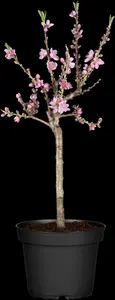Prunus persica-nucipersica 'Flateryna' STRUIK   C7,5 - afbeelding 3