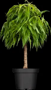 Prunus persica-nucipersica 'Flateryna' STRUIK   C7,5 - afbeelding 4