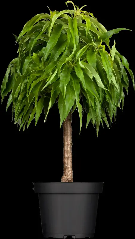 var. nucipersica - afbeelding 4