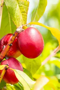 Prunus persica-nucipersica (nectarines) HOOGST.  BW (8/10) - afbeelding 4