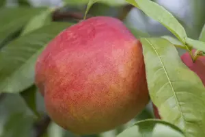 Prunus persica-nucipersica (nectarines) HOOGST.  BW (8/10)