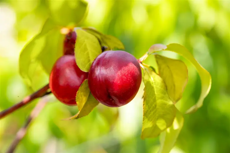 Prunus persica-nucipersica (nectarines) HOOGST.  BW (8/10) - afbeelding 3