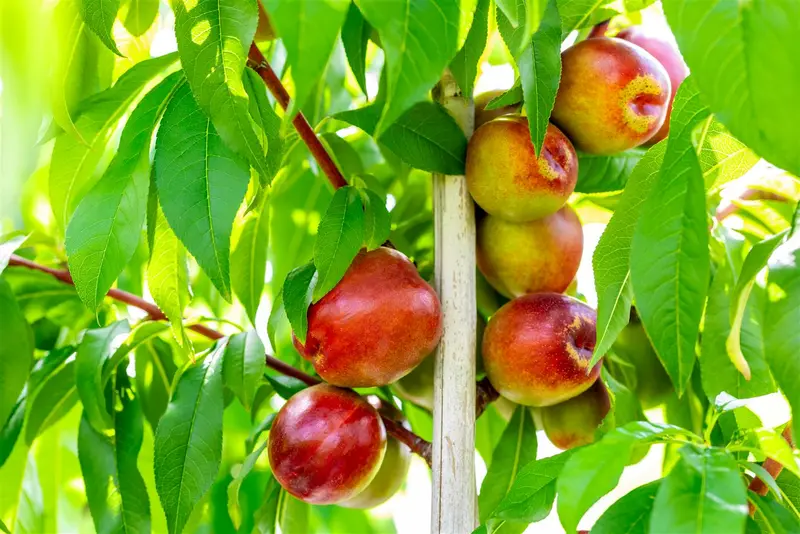 Prunus persica-nucipersica (nectarines) HOOGST.  BW (8/10) - afbeelding 5