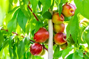 Prunus persica-nucipersica (nectarines) HOOGST.  BW (8/10) - afbeelding 5