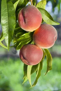 prunus persica (perzik/pecher) - afbeelding 3