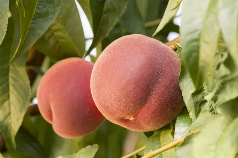 prunus persica (perzik/pecher) - afbeelding 4