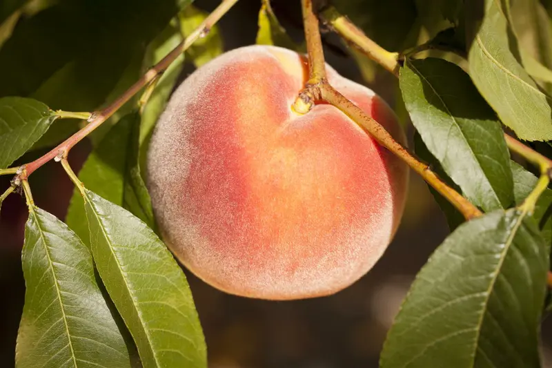 prunus persica (perzik/pecher) - afbeelding 5