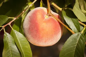 prunus persica (perzik/pecher) - afbeelding 5
