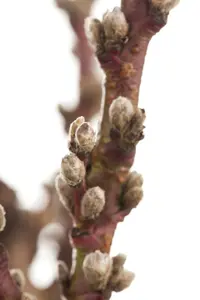 prunus persica (perzik/pecher) HALFST BW - afbeelding 5