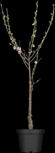 prunus persica (perzik/pecher) HALFST BW - afbeelding 2