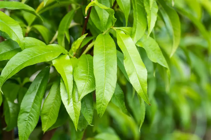 Prunus persica var. persica 'Große Mignonne' - afbeelding 2