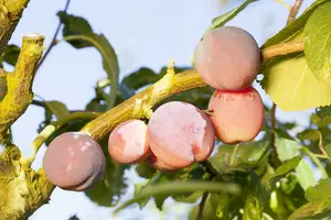 Prunus 'Saki' 100-125 C45 - afbeelding 3