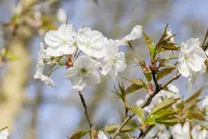 Prunus 'Saki' 100-125 C45 - afbeelding 5