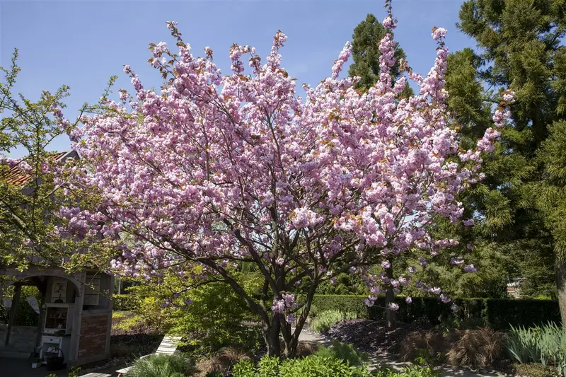 Prunus sargentii 8/10 HO C - afbeelding 3