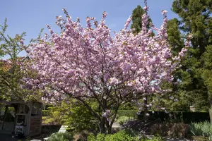 Prunus sargentii 8/10 HO C - afbeelding 3