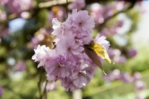Prunus sargentii 8/10 HO C - afbeelding 5