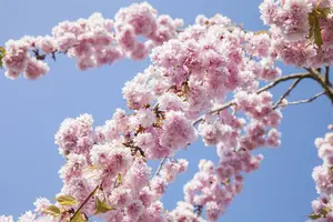 prunus sargentii (HOcm) - afbeelding 5
