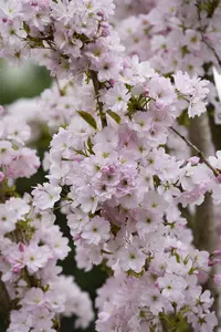 Prunus serr. 'Amanogawa' 10/12 BEVEERD C - afbeelding 5