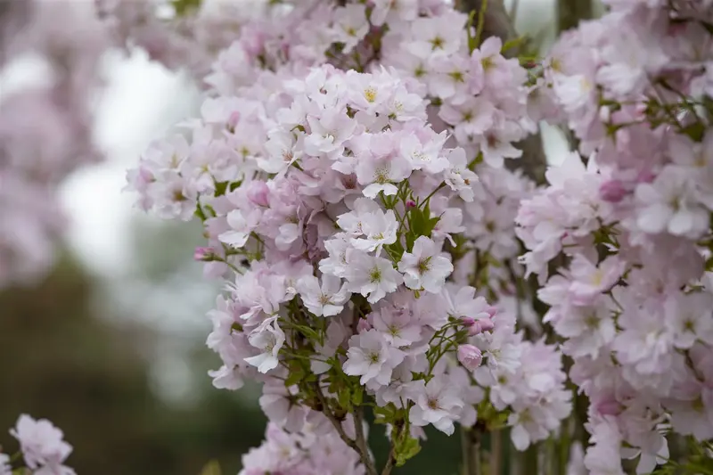 Prunus serr. 'Amanogawa' 175-200   C10 - afbeelding 4