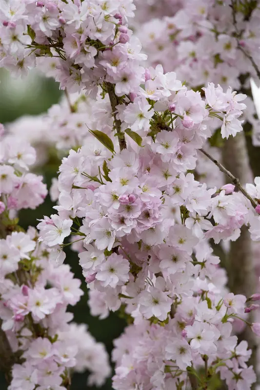 Prunus serr. 'Amanogawa' 200-250   DKL MRST - afbeelding 5