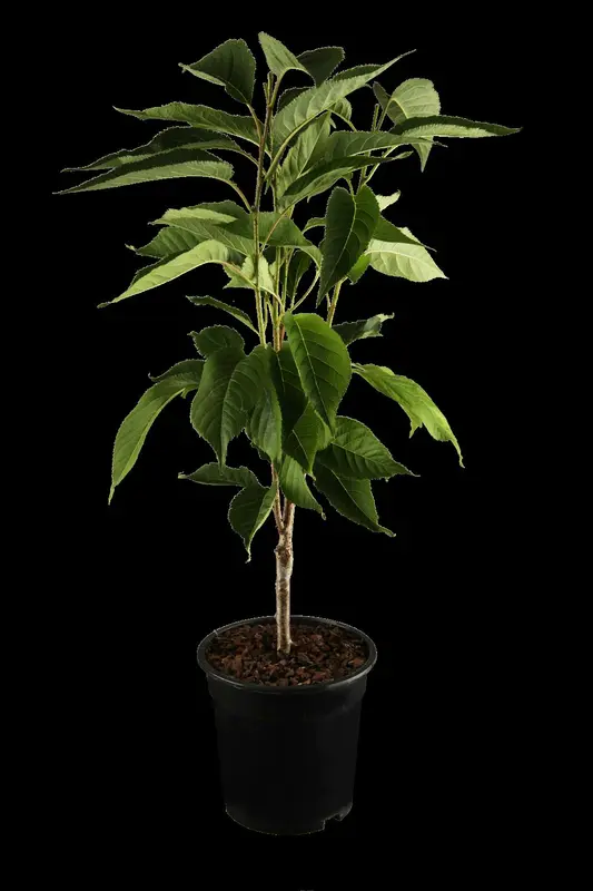prunus serr. 'amanogawa' (HOcm) - afbeelding 1