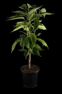 prunus serr. 'amanogawa' (HOcm) - afbeelding 5