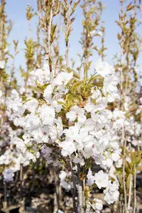 prunus serr. 'amanogawa' (HOcm) - afbeelding 3